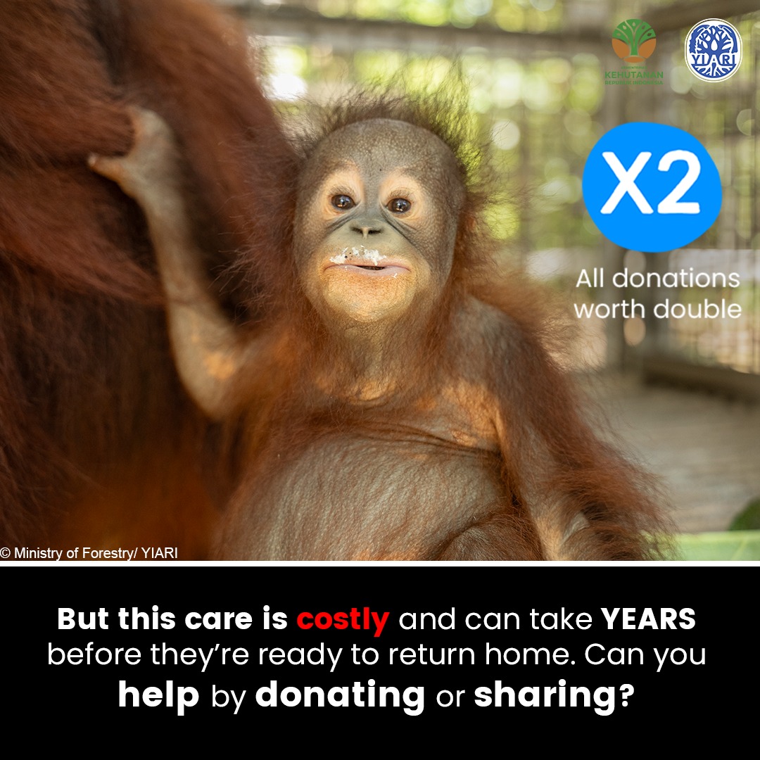 International Animal Rescue... - International Animal Rescue