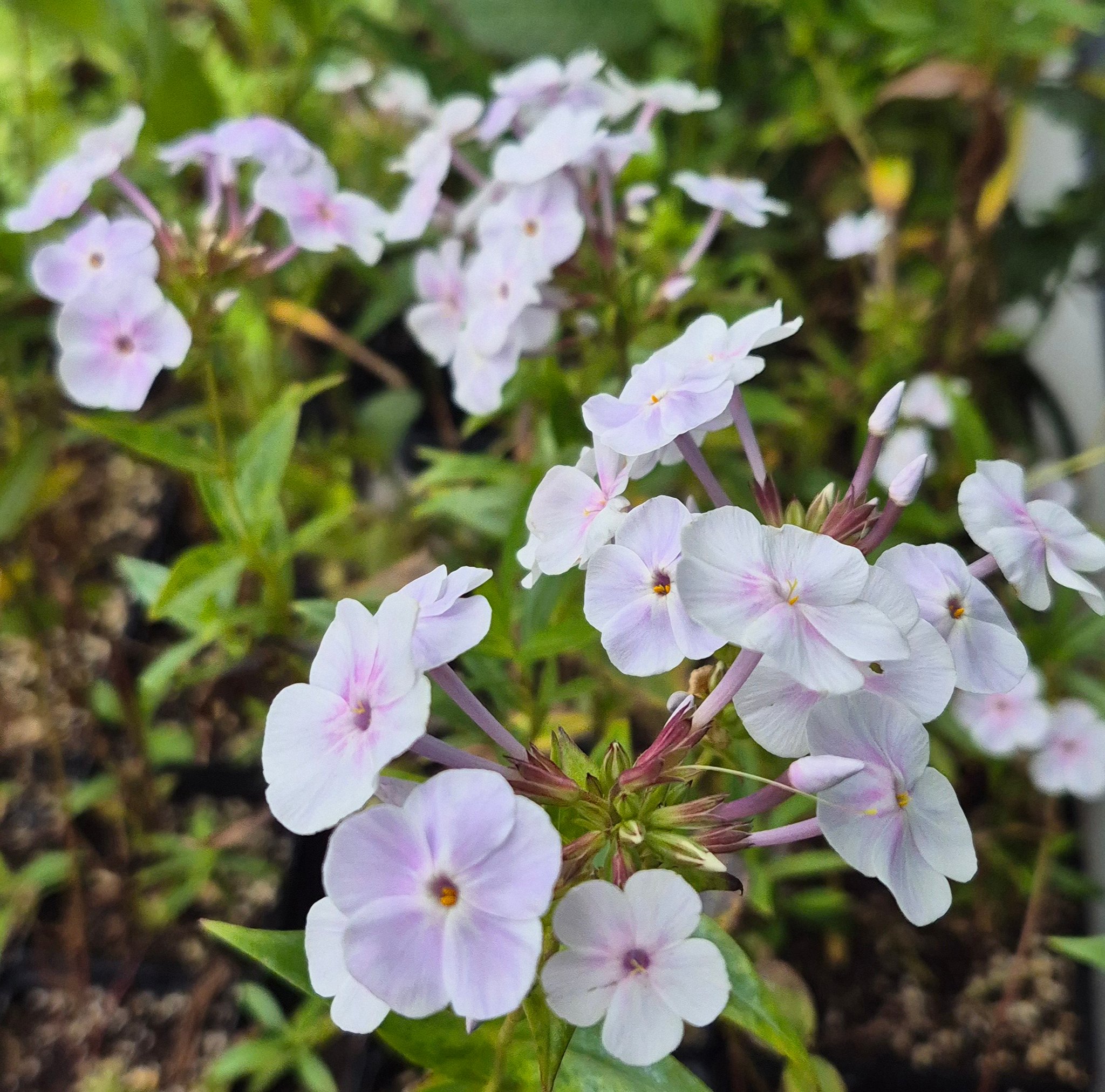 Cowan street perennial plants - Spiderwort 'Sweet Kate' & Spiderwort