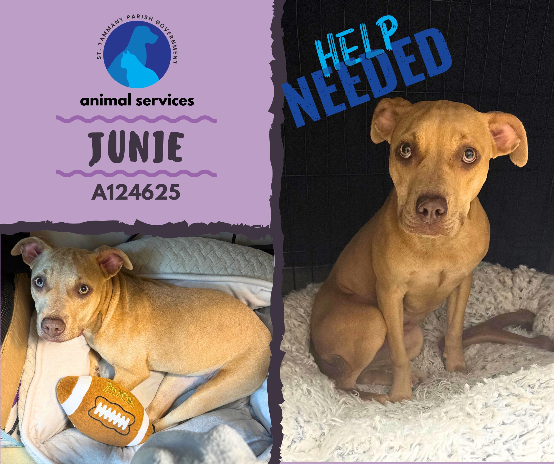 🟪🪻UPDATE... - St. Tammany Parish Department of Animal Services | Facebook