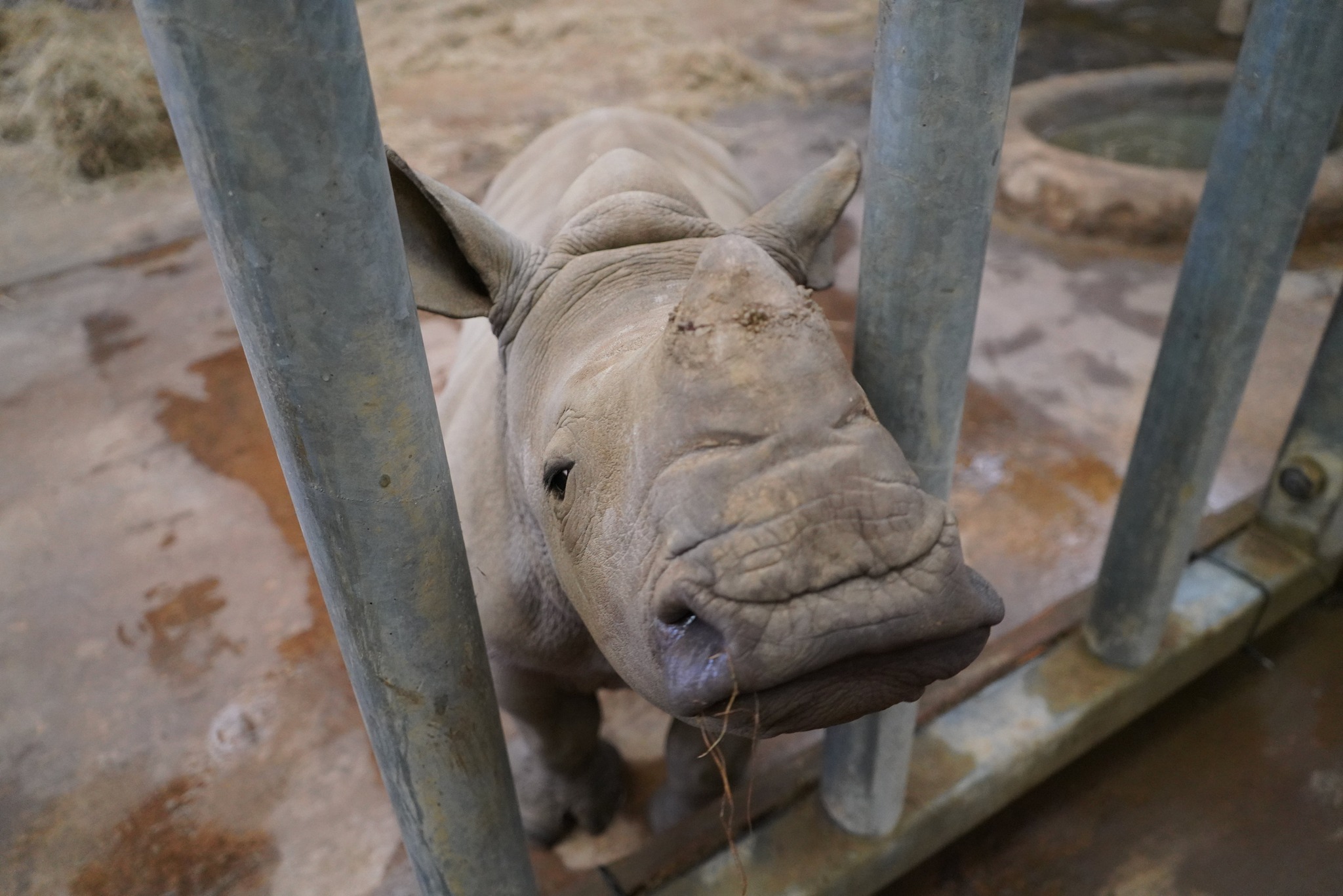 Pictures show a baby White Rhino born at a wildlife park near