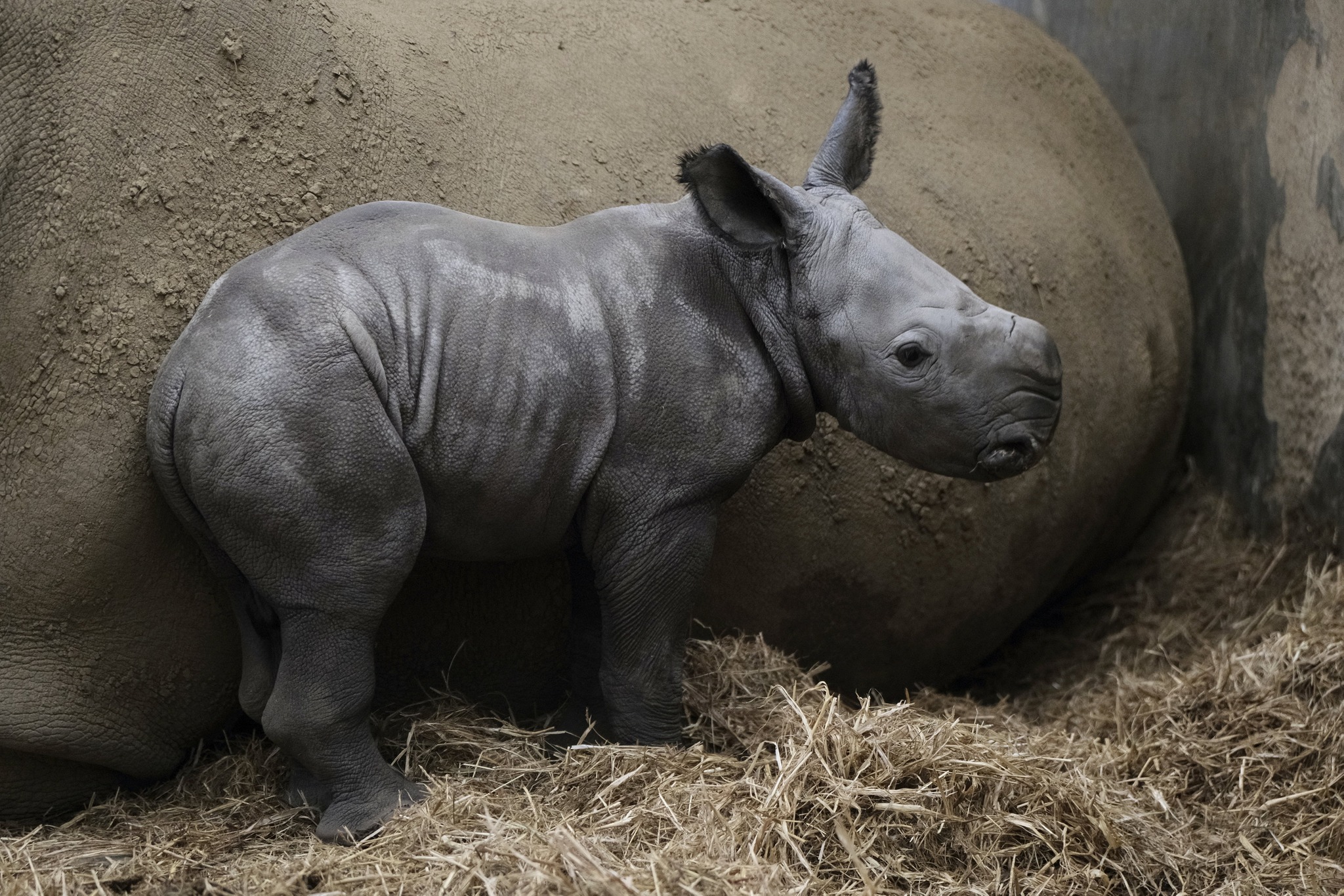 Pictures show a baby White Rhino born at a wildlife park near