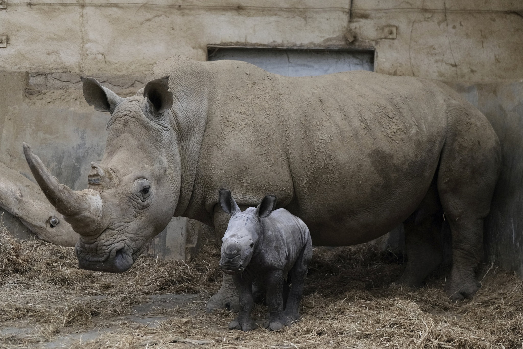 Pictures show a baby White Rhino born at a wildlife park near