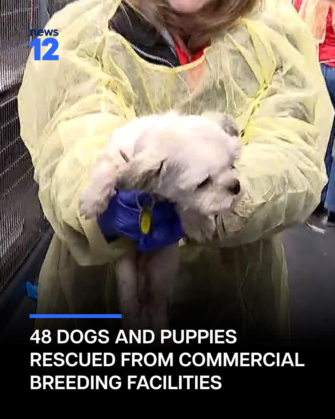News - DOGS RESCUED: Forty-eight dogs and puppies are now safe in Port ...