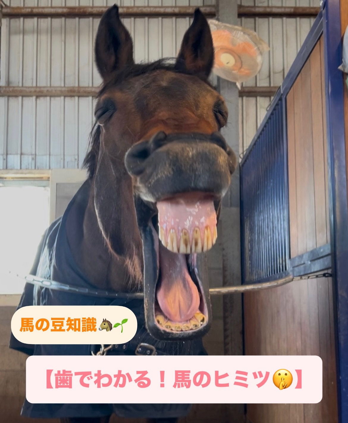 馬 の 歯