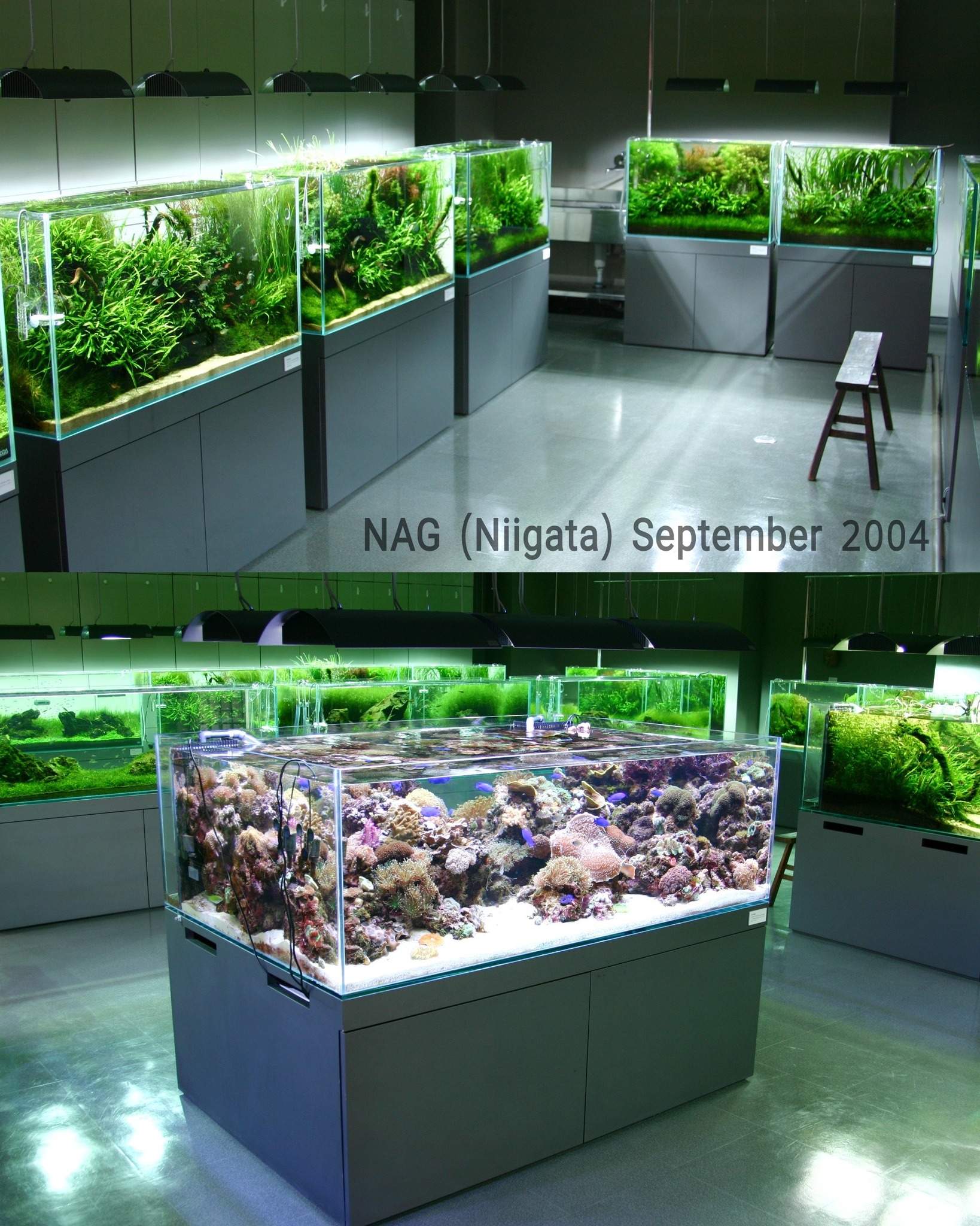 ADA NATURE AQUARIUM GALLERY ピンバッジ 2個セット ADA NATURE