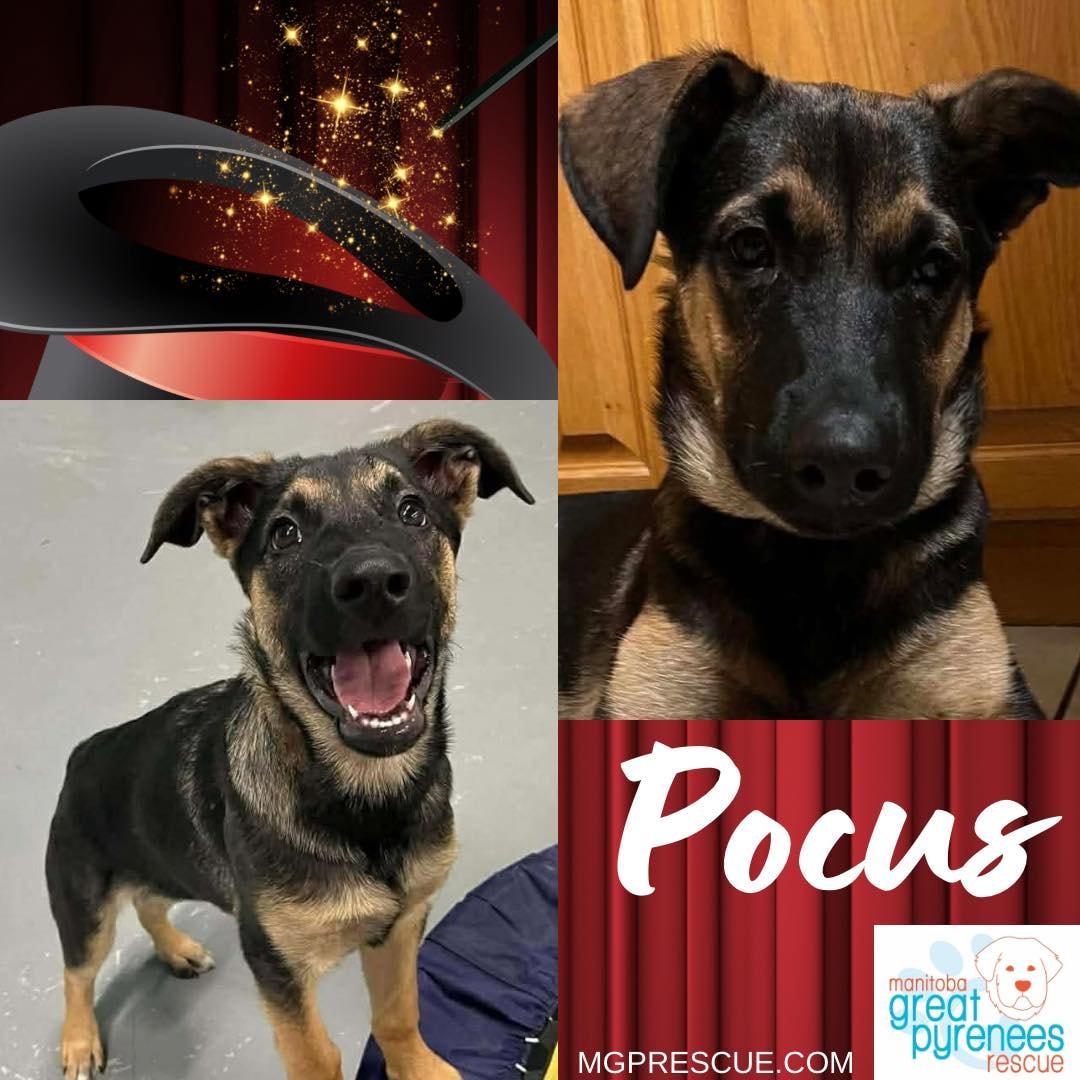 Manitoba - Meet Pocus! Prepare to be enchanted—Pocus is pure everyday ...