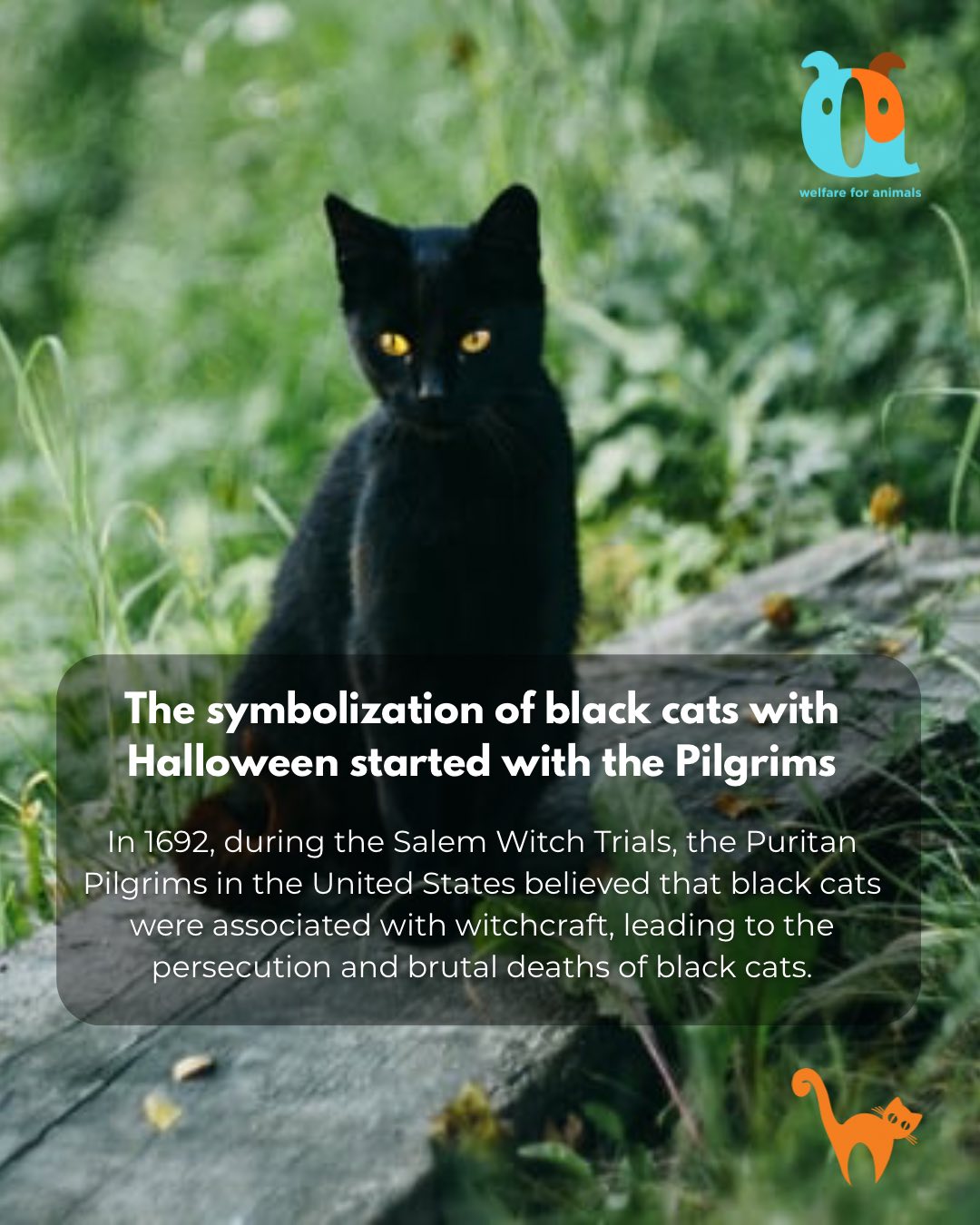 Welfare For Animals added a new photo. - Welfare For Animals