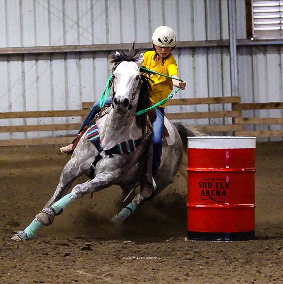 Sun J Quarter Horses - Grey colt out of Cats Silver Freckle. https ...