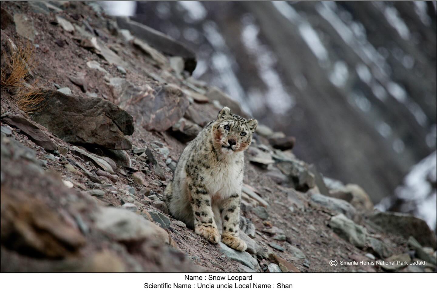 Himalayan - The true guardian of Ladakh’s high mountains. Silent ...