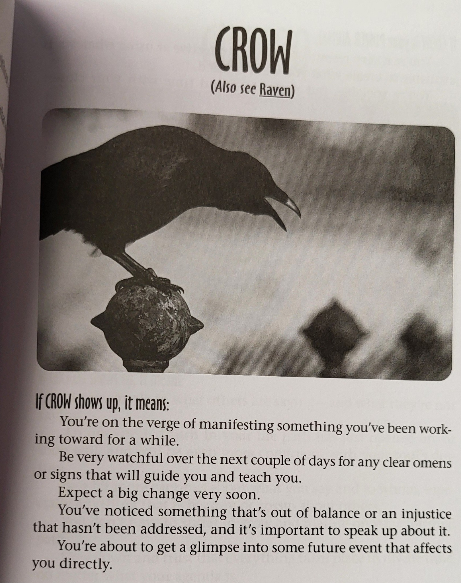 Paradigm - Query - what does seeing 3 sets of 3 crows in a matter of ...