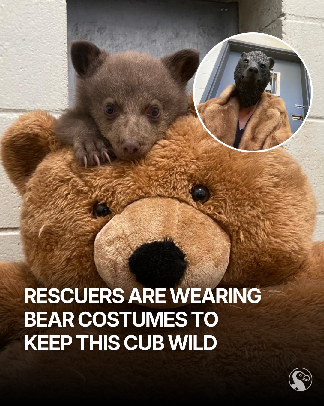 The Dodo - When this tiny bear cub arrived alone, the goal... | Facebook
