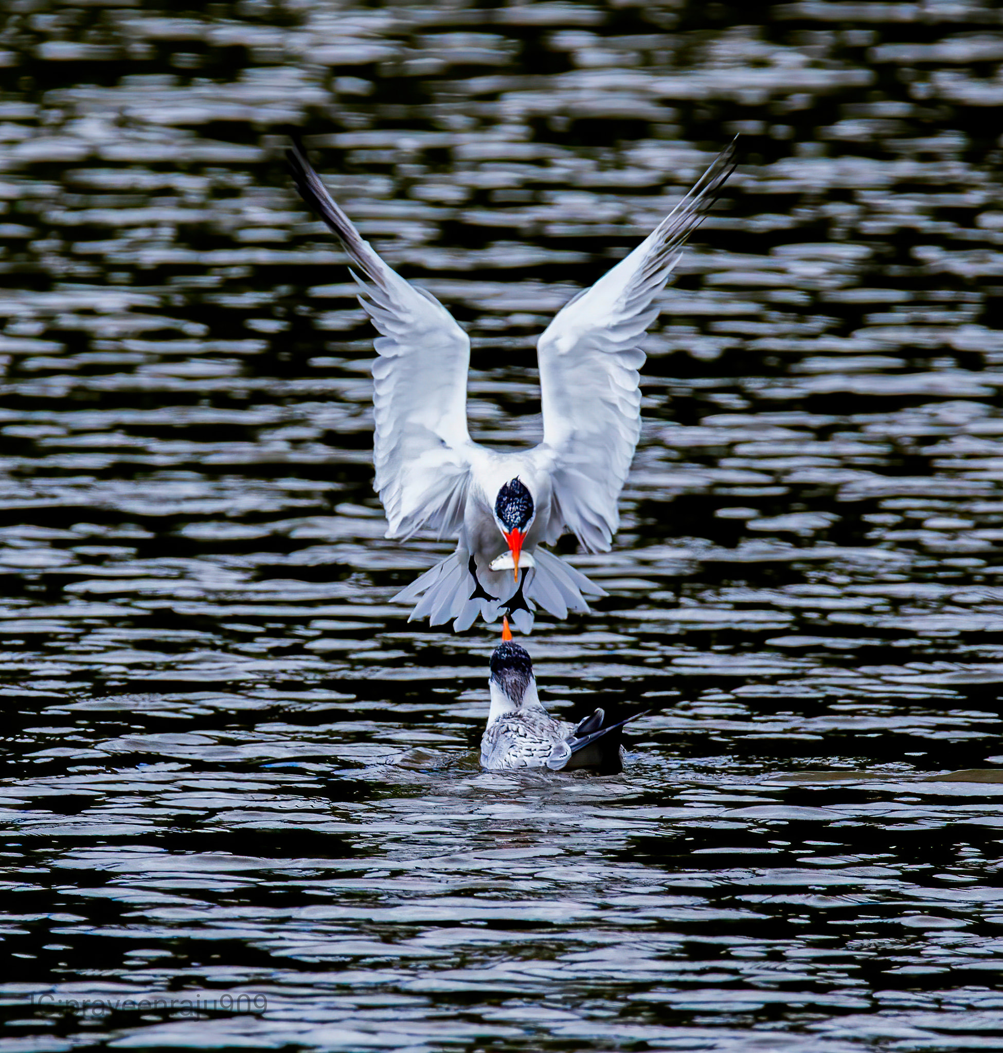 ? The Caspian tern is monstrous, the world