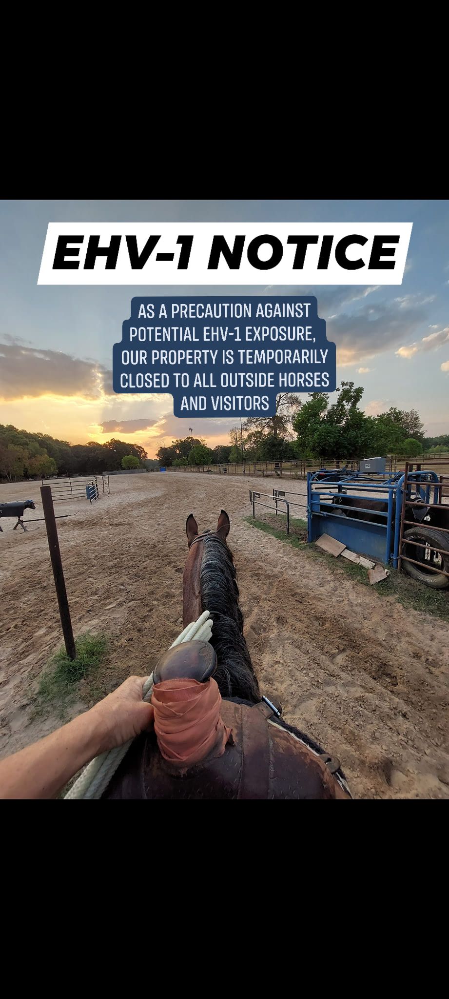 Triple V Ranch Performance Horses | Coldspring TX