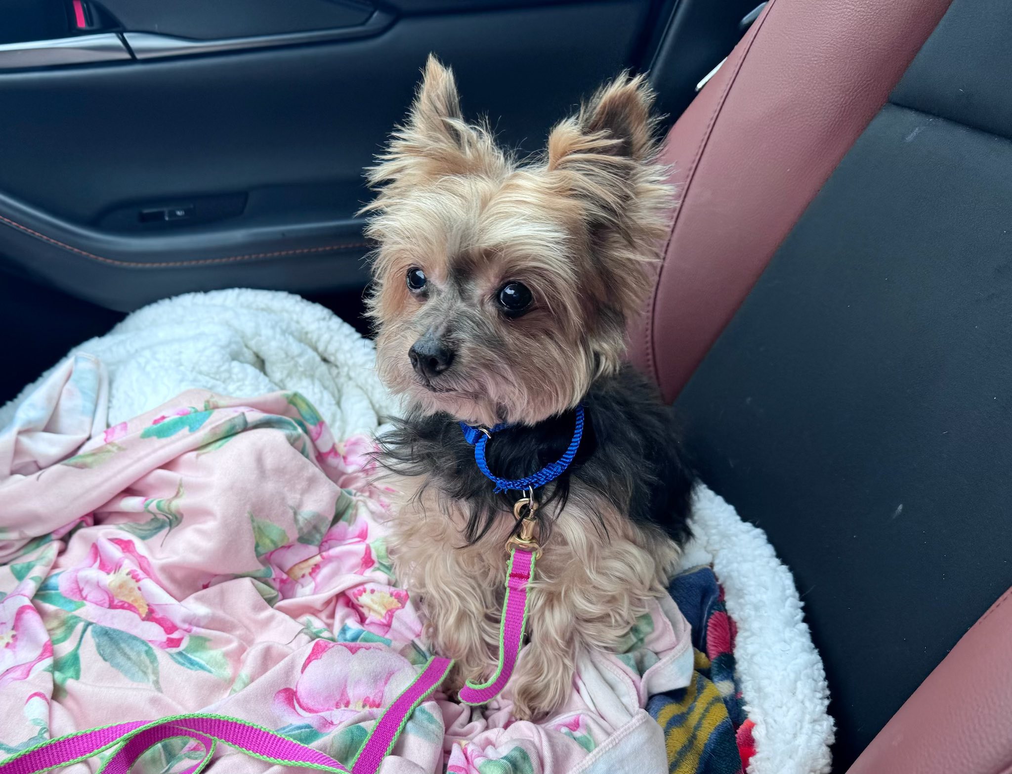 Second Chance Pet... - Second Chance Pet Adoption League