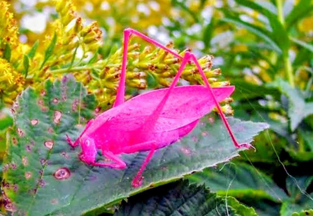 Sabías que existe el “chapulín rosa