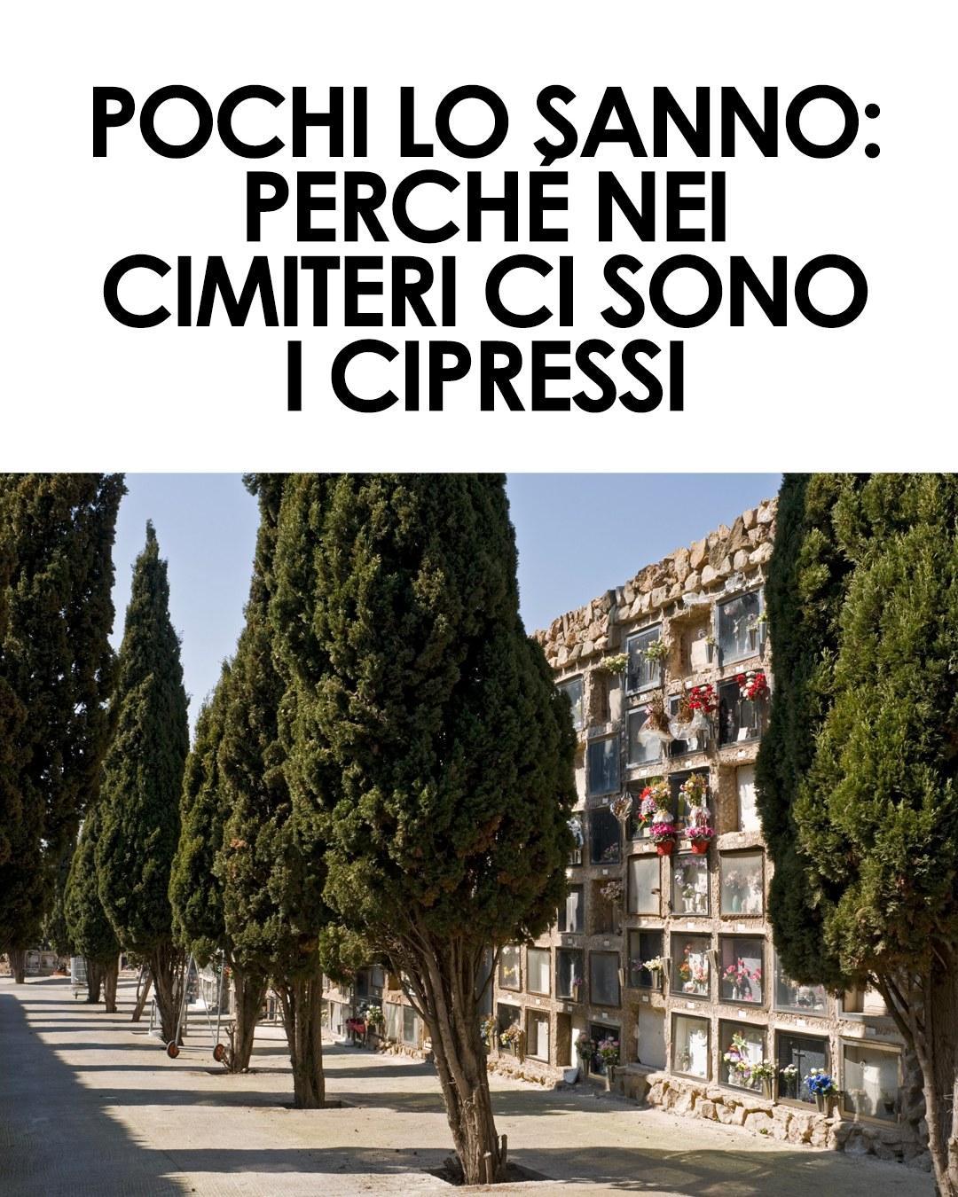 ohga-ti-sei-mai-chiesto-perch-nei-cimiteri-ci-sono-sempre-i-cipressi