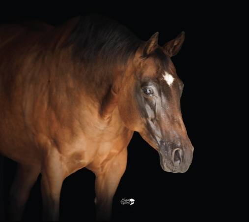 Booth Ranches - Horse Division | Sanger CA