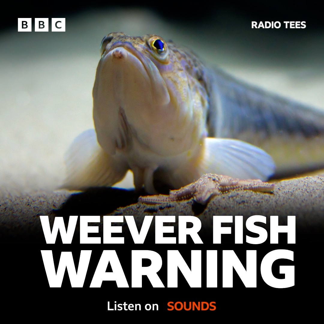 BBC - The venomous fish, which bury themselves in sand, have stung ...