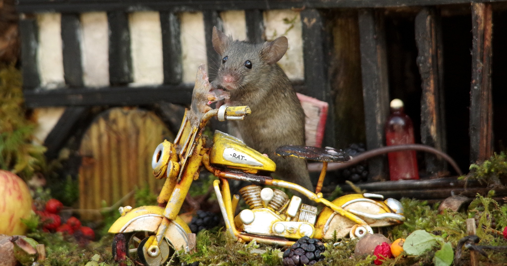 George the Mouse in... - George the Mouse in a log pile house