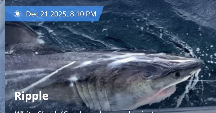 NOLA.com - A great white shark named Ripple trekked 3,000 miles and ...