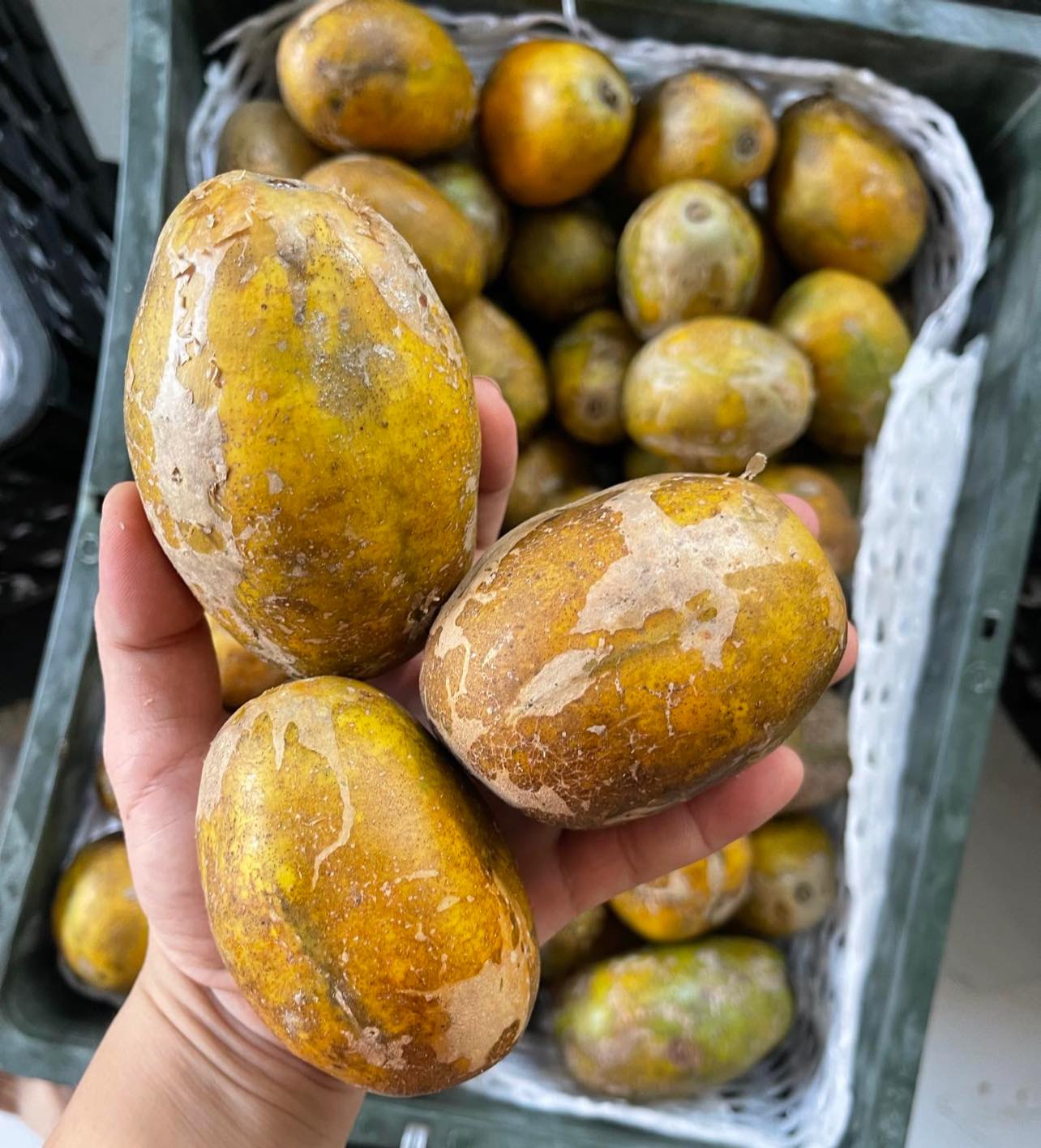 Cóc chín Sài Gòn
