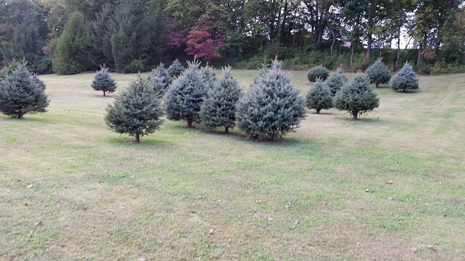 Frosty Meadow Christmas Tree Farm | Spring Grove PA