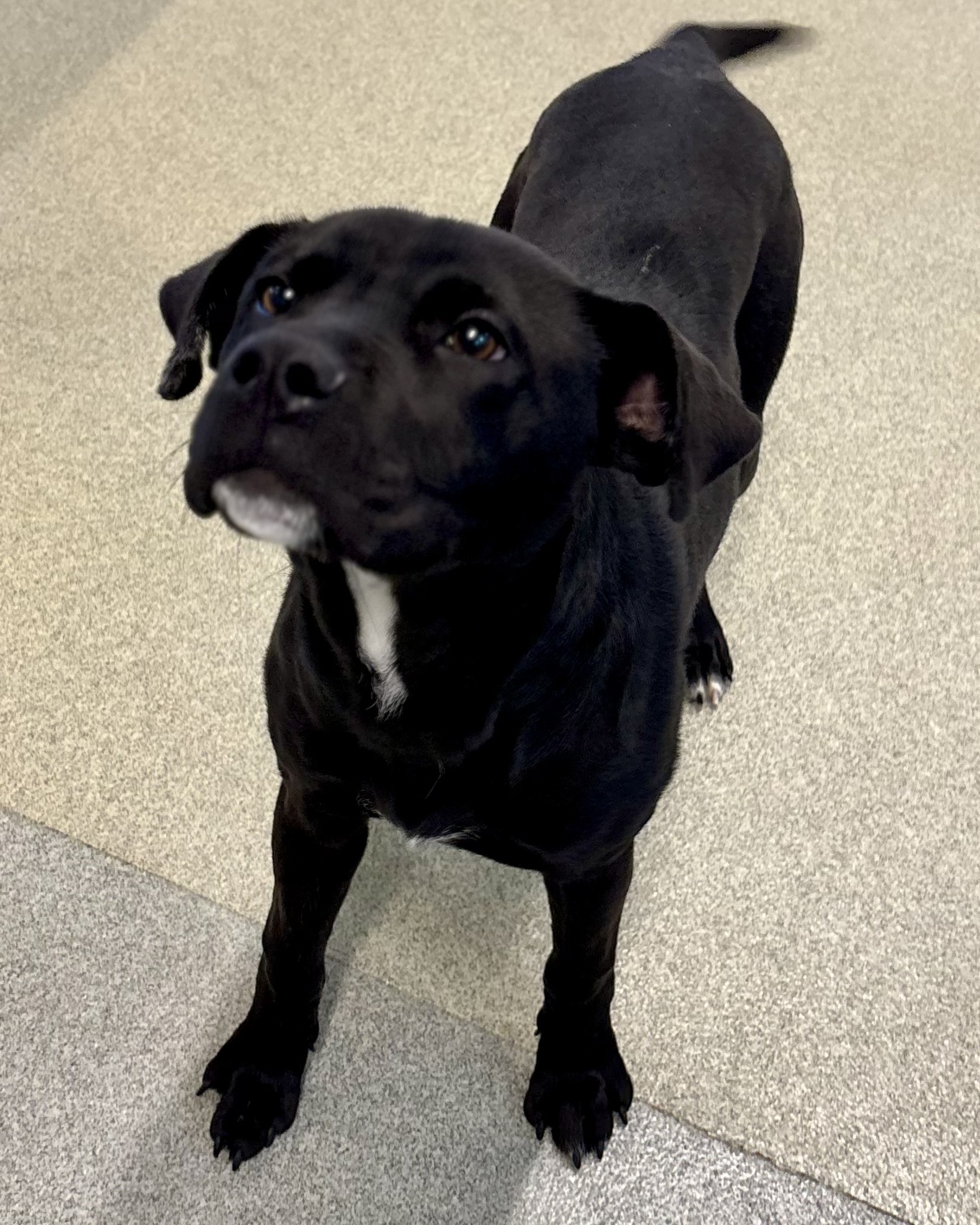 Meet Shelly! Shelly is a... - Randolph County Animal Services | Facebook