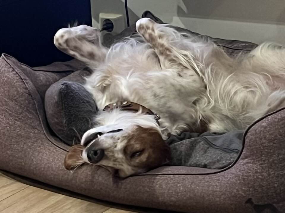 Irsk rød og hvit setter - kennel Alvertoppen | Tertnes