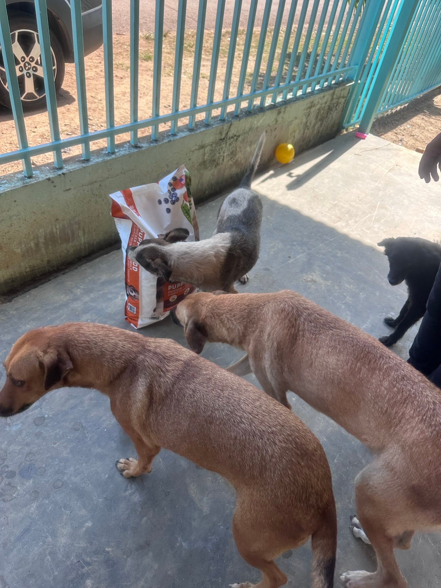 PRO Vida Animal Panamá - Amigos les actualizamos el caso del pequeño ...