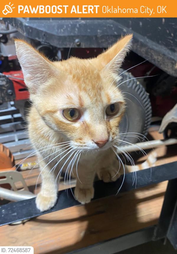 Venus lost cat in Oklahoma City OK near 52nd and Western