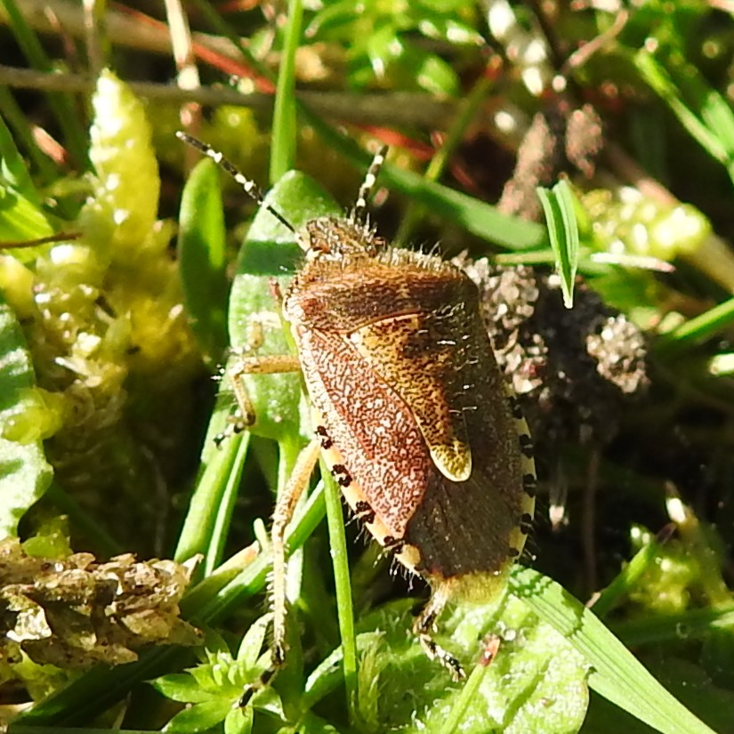 talk: - Dolycoris baccarum is a Shieldbug with two common names - the ...
