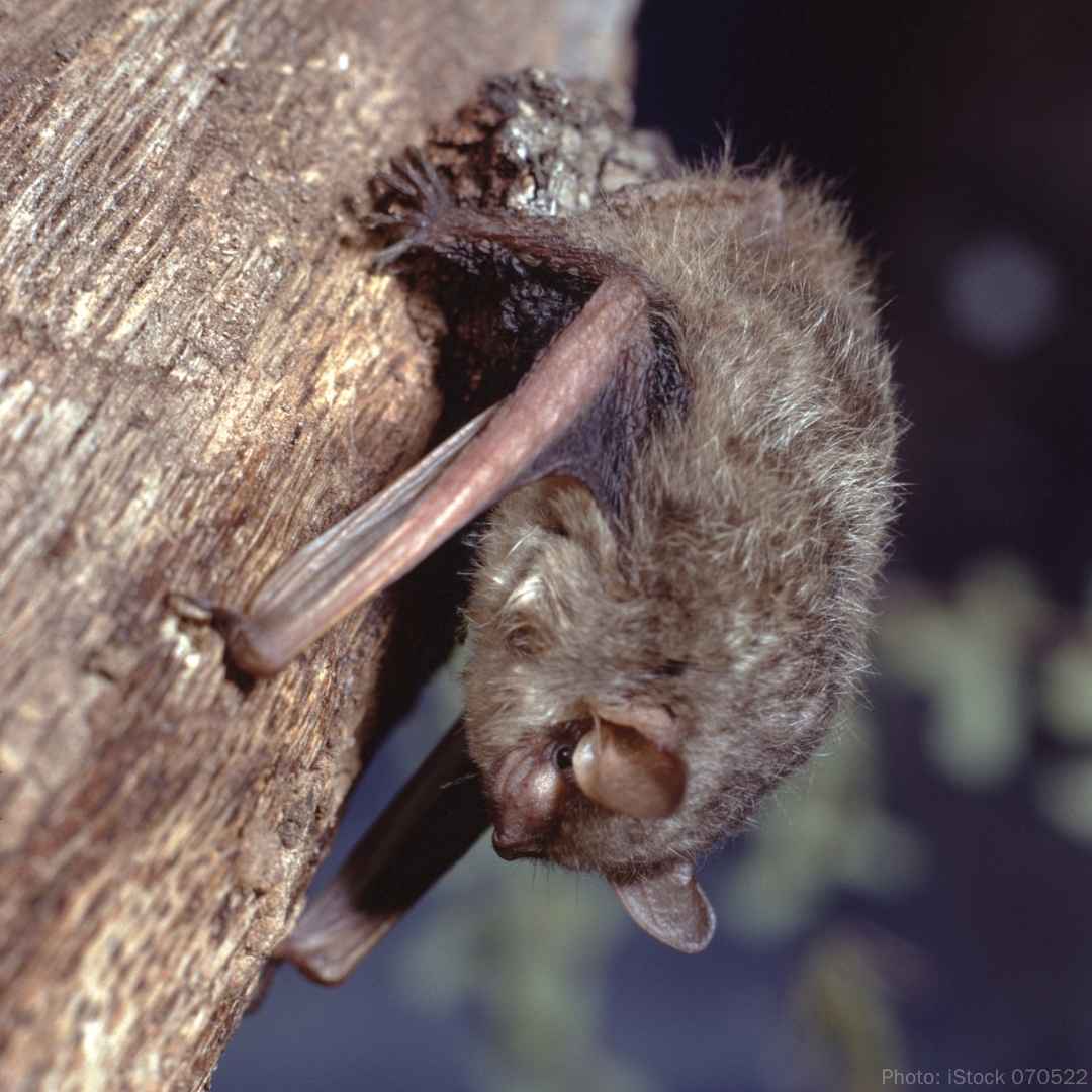 Kawartha - Are you older than the oldest Little Brown Bat recorded in ...