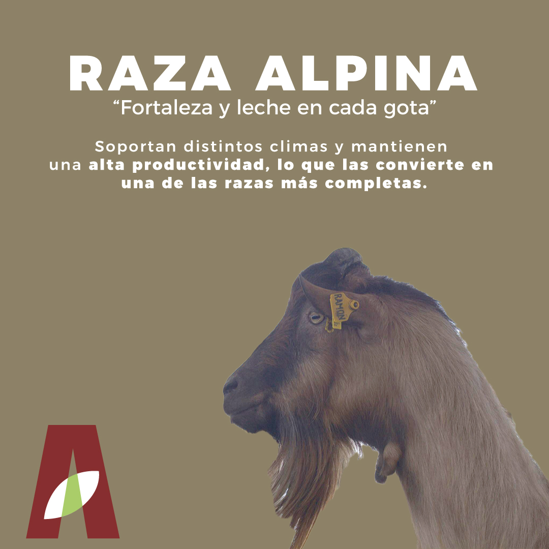 💪🐐 Cabras Alpinas: la raza que todo... - Rancho El Acicate | Facebook