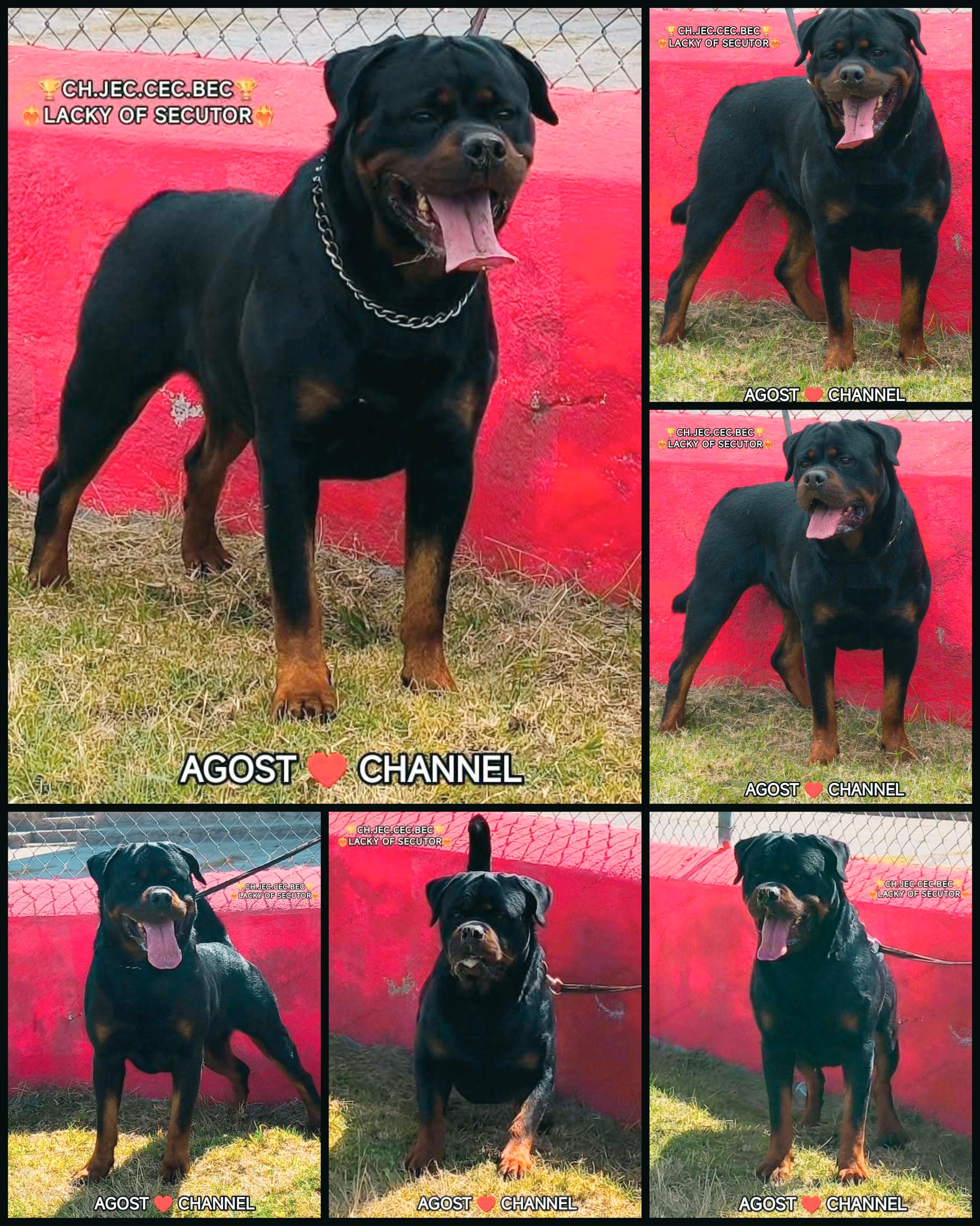 Rottweilers Del Huayrañan desde 1997 - 🐻ᴾʳᵉˢᵉⁿᵗᵃᵐᵒˢ ʸ ᵈᵃᵐᵒˢ ˡᵃ ...