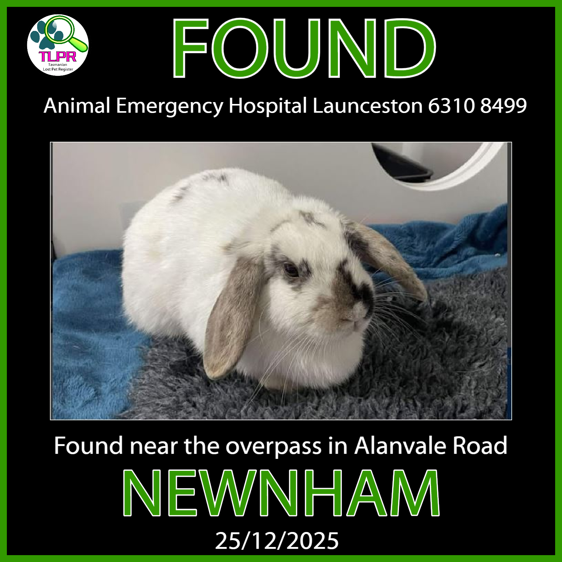 Tasmanian - FOUND – RABBIT – NEWNHAM (LAUNCESTON CC REGION) 25/12/2025 ...