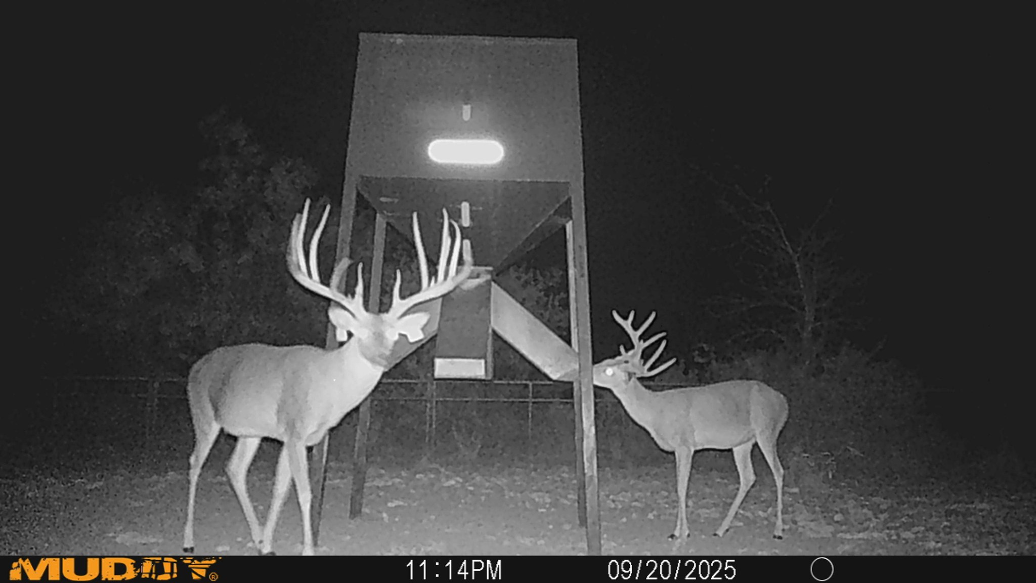 Lucky Draw Ranch | Menard TX