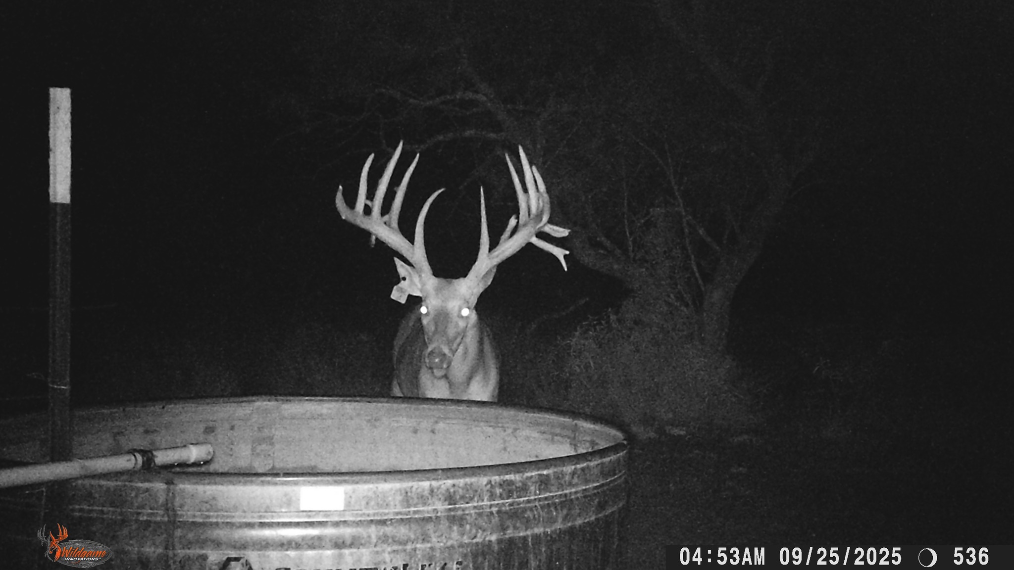 Lucky Draw Ranch | Menard TX
