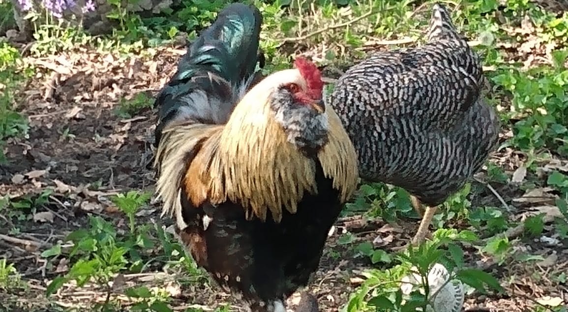 Chicks R Us Magnolia... - Chicks R Us Magnolia Hatchery