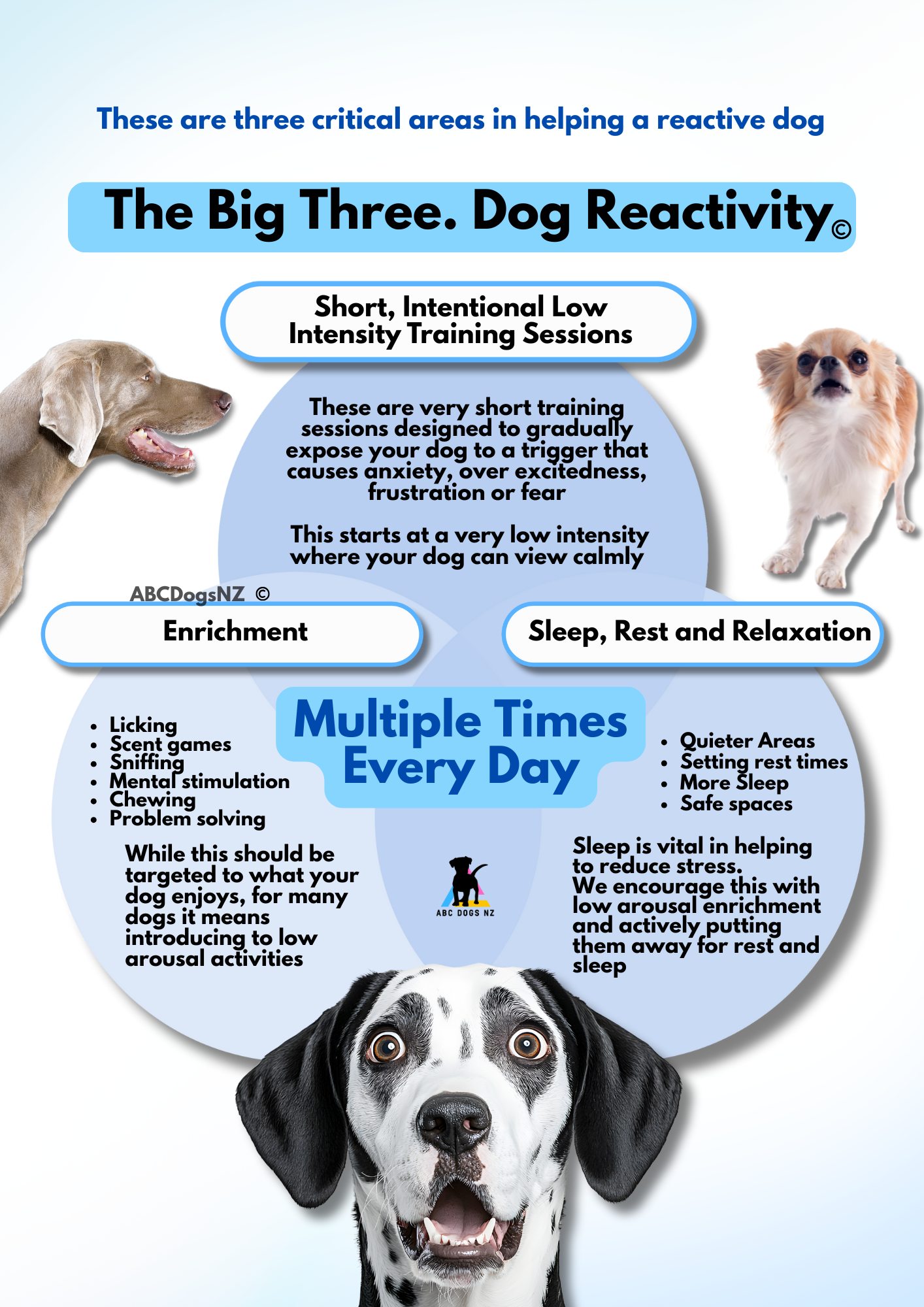 What is a Reactive Dog: Understanding Canine Behavior