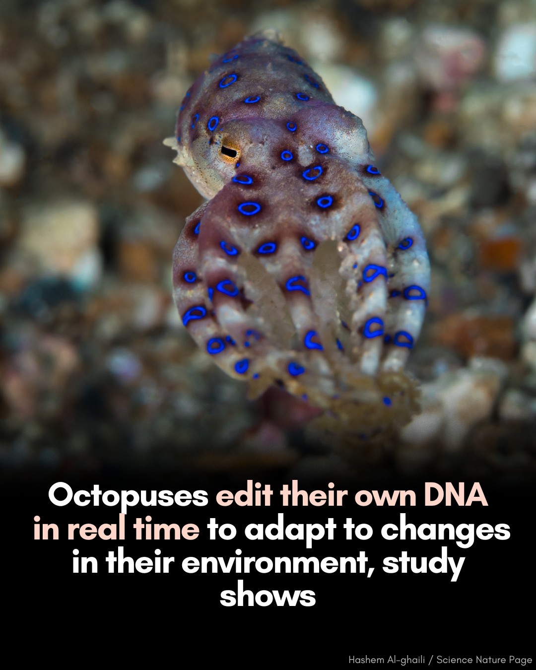 Science Squad | 🐙 Real-Time Evolution: Octopuses edit their own genetic ...