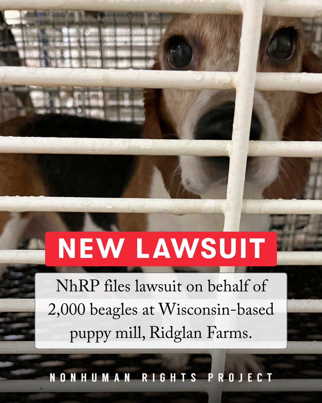 Nonhuman Rights Project | Washington D.C. DC