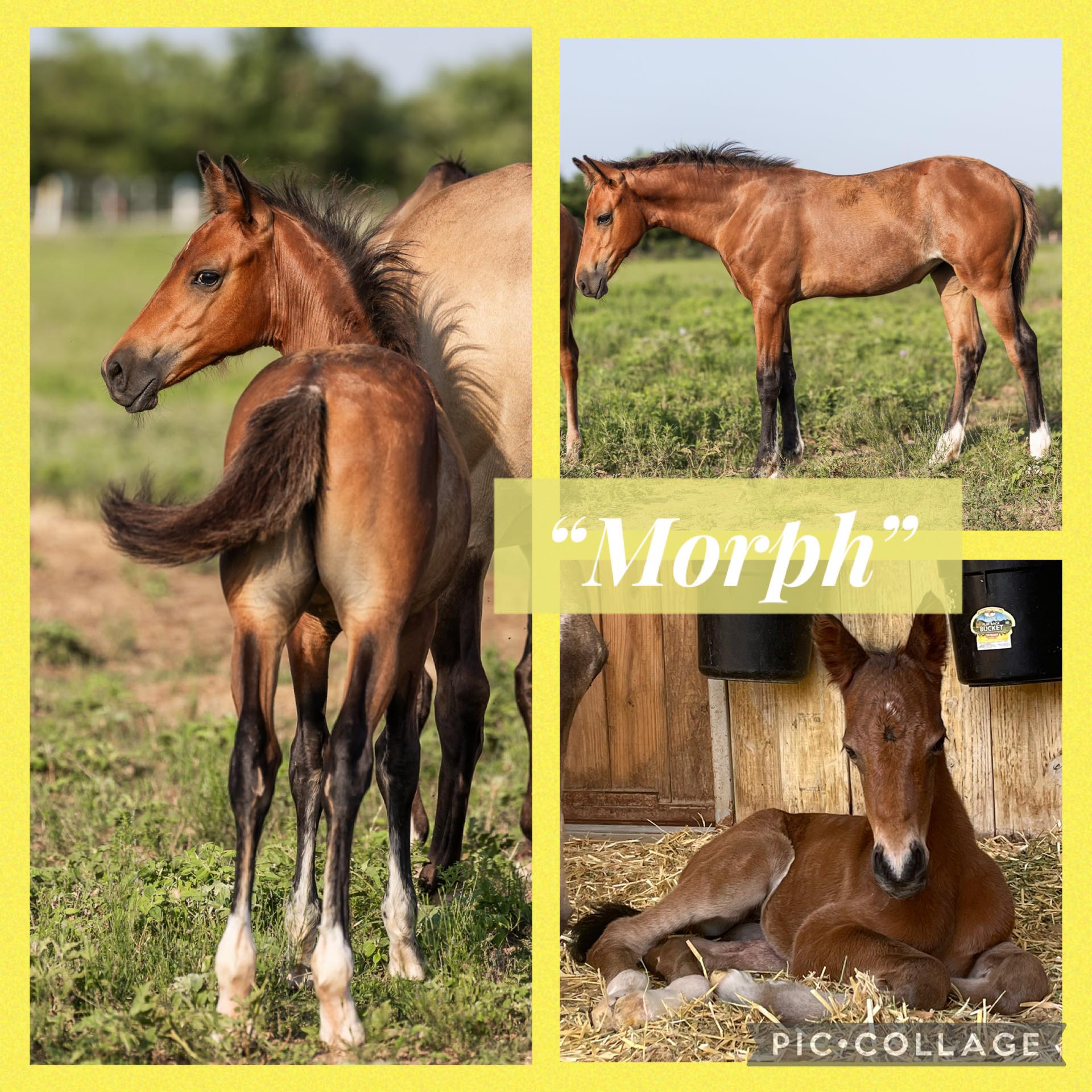 Kickapoo Ponies Texas added a new... - Kickapoo Ponies Texas