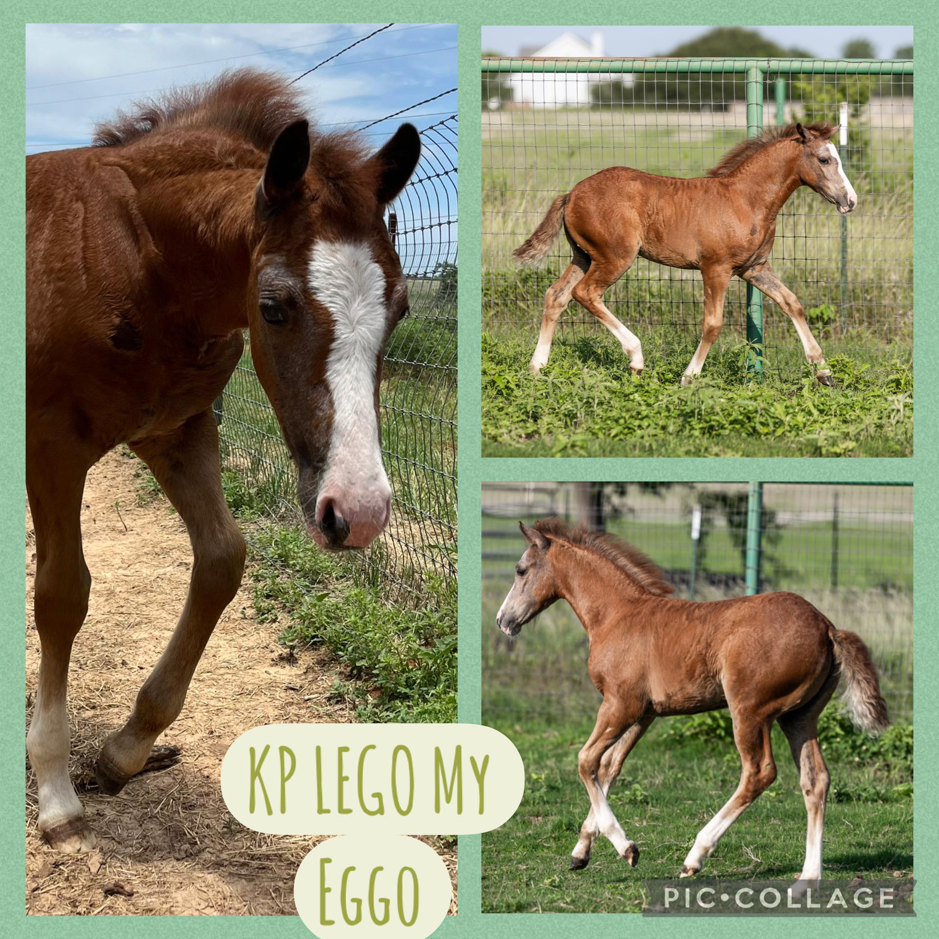 Kickapoo Ponies Texas added a new... - Kickapoo Ponies Texas