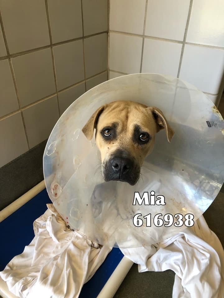 San Antonio, Texas, TX. Sweetest dog Mia was inhumanely murdered by the ...