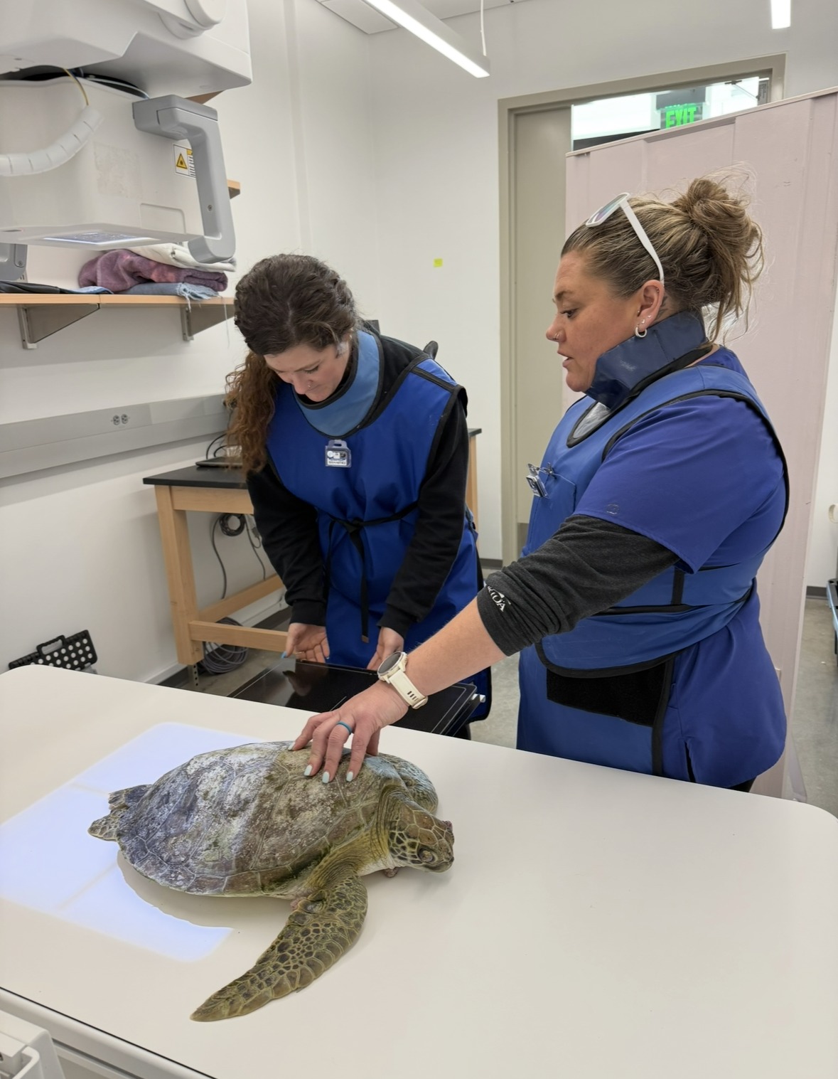 The Sea Turtle... - The Sea Turtle Hospital at UF Whitney Lab