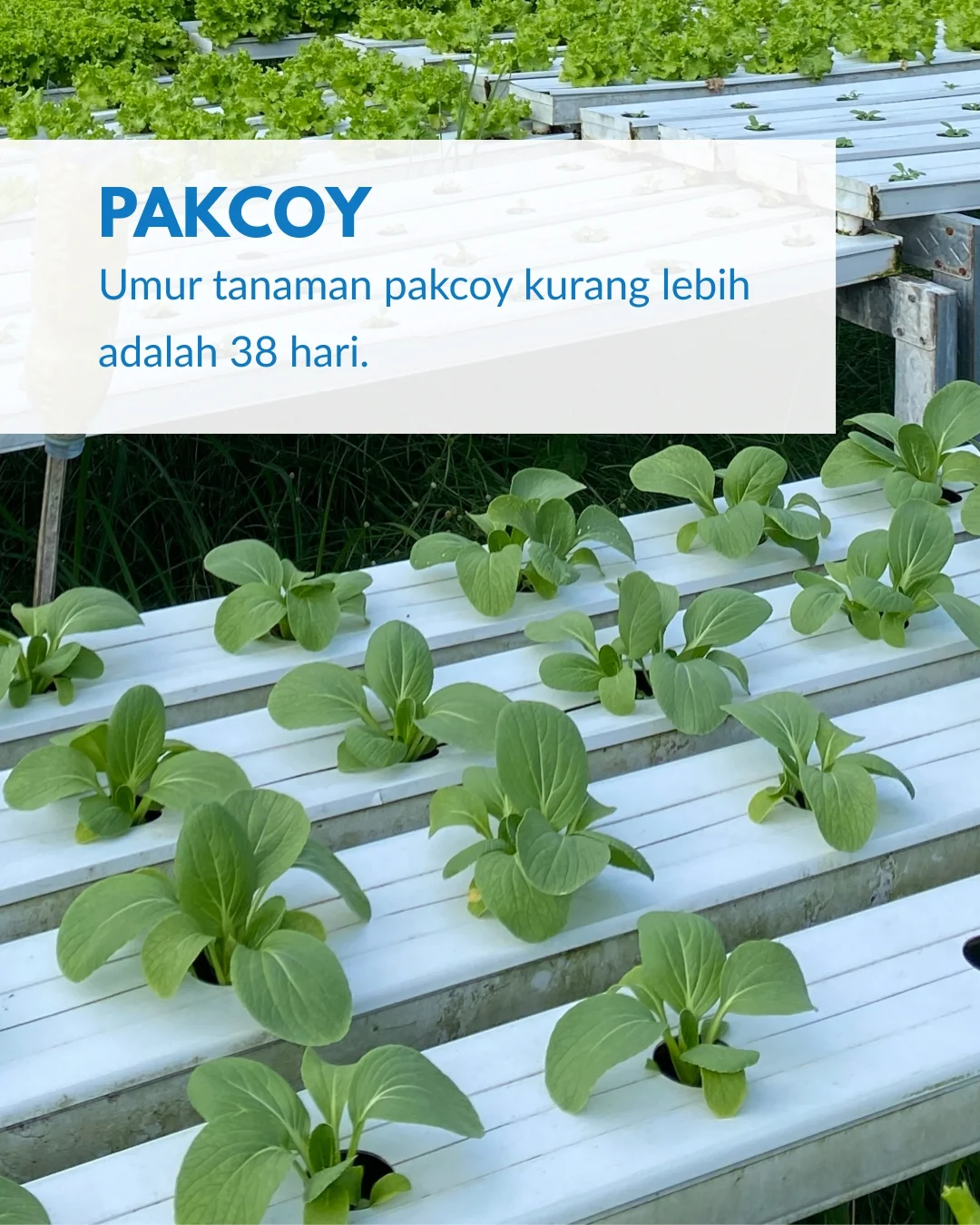Valefarm.Hidroponiksolo - Umur tanam pakcoy yaitu 38 hari, berarti dari ...