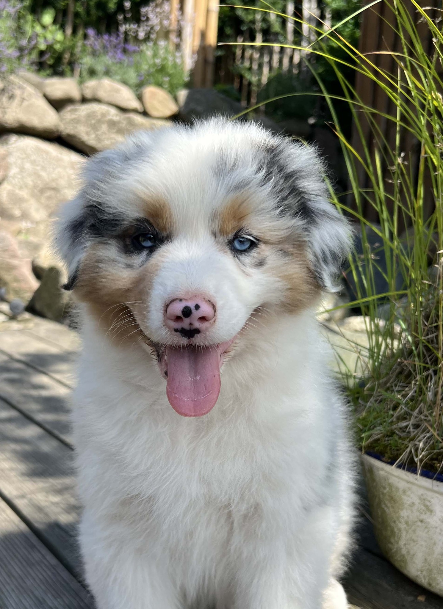 Moon Rise Australian Shepherds | Reher