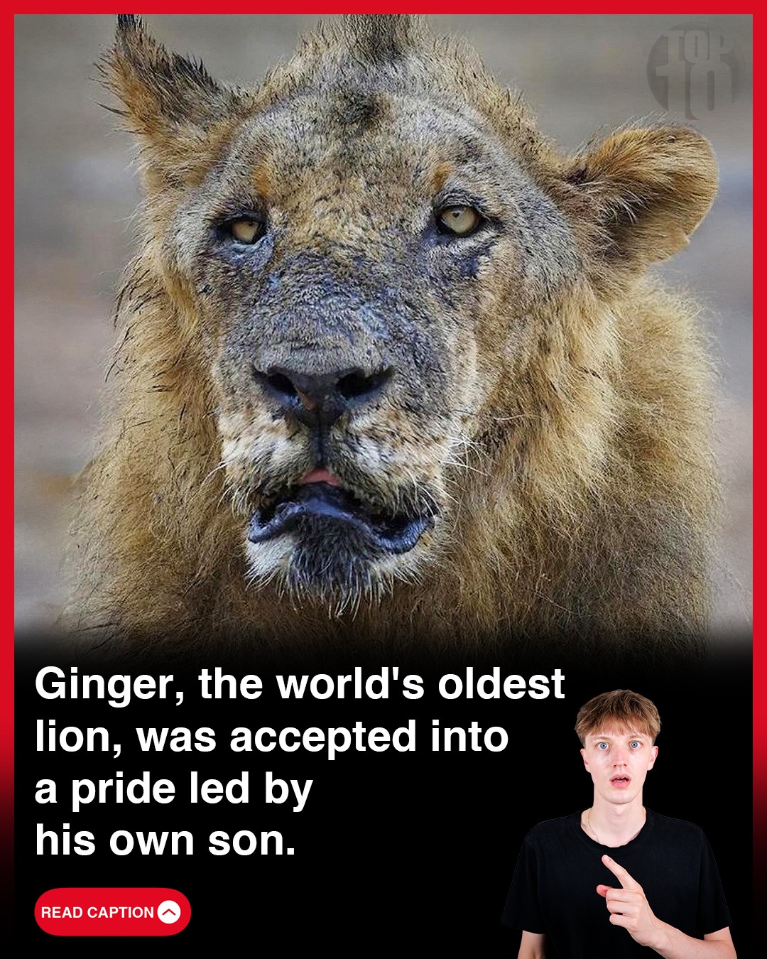 Top 10s - Meet Ginger, the world’s oldest lion, whose life... | Facebook
