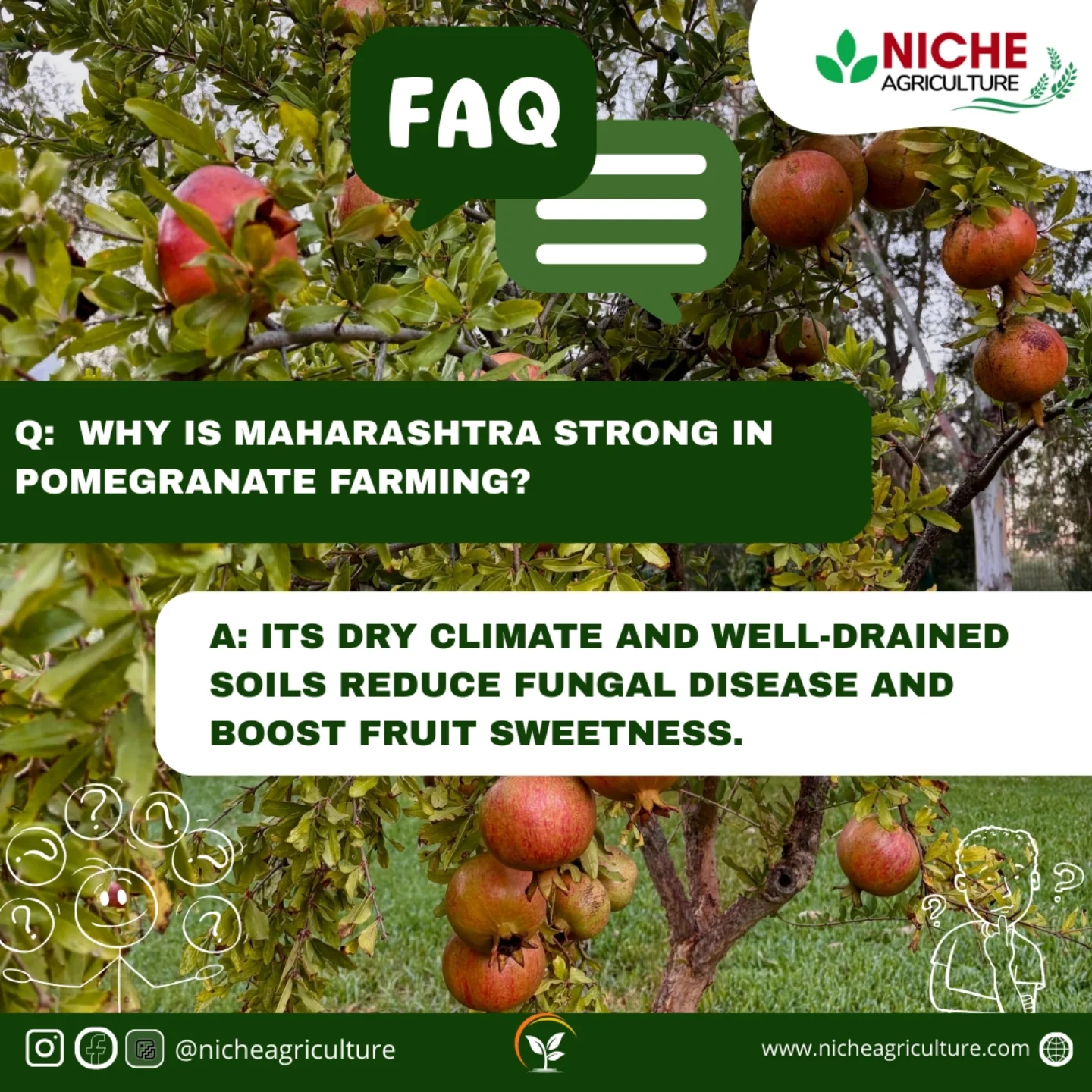 niche-maharashtra-excels-in-pomegranate-farming-because-its-dry