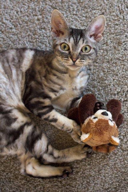 Rexellent Devon Rex Cattery